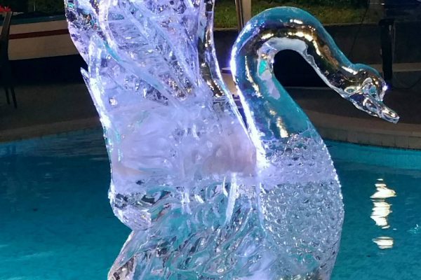 cigno